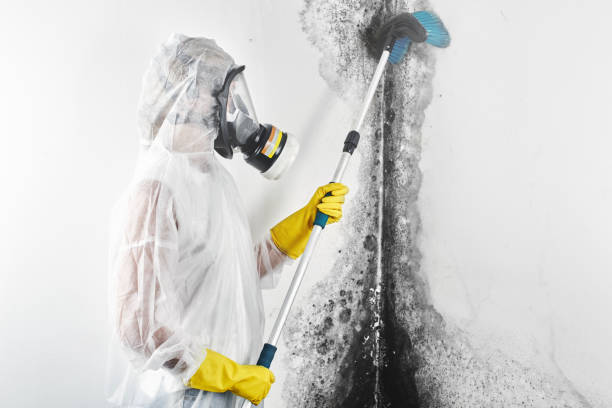 Best Residential Mold Inspection & Testing  in Mack, OH