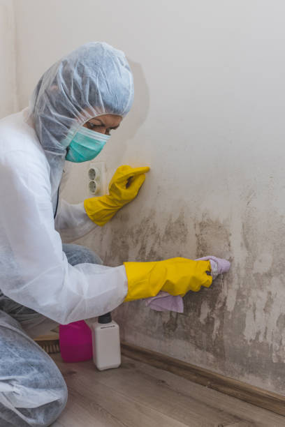 Best Water Damage & Mold Remediation  in Mack, OH
