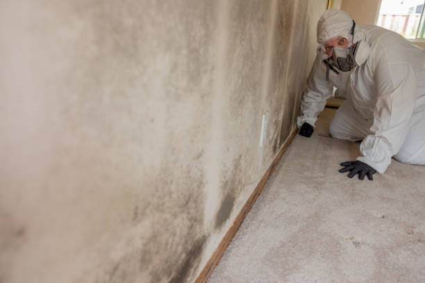 Best Attic Mold Removal  in Mack, OH